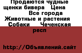 Продаются чудные щенки бивера › Цена ­ 25 000 - Все города Животные и растения » Собаки   . Чеченская респ.